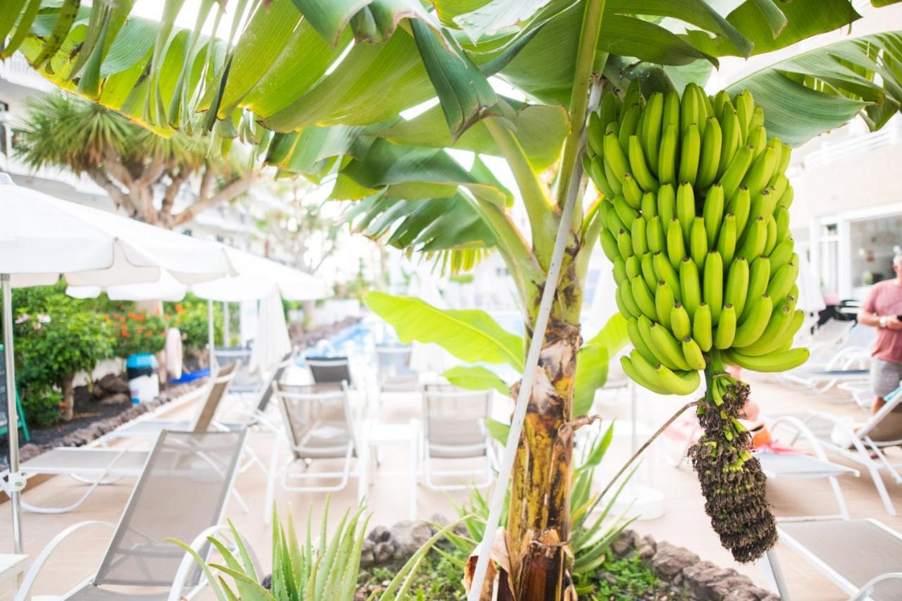 Adults Only Sunny Quiet Apartment In Center Of Las Americas Arona  Eksteriør billede